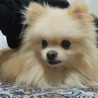 پامر خرسی|سگ|قم, پردیسان|دیوار