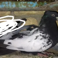 سینه نر|پرنده|داراب, |دیوار