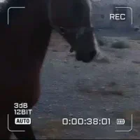 نریان ۳ساله عرب  خالص کره اسکایپ|اسب و تجهیزات اسب‌سواری|اراک, |دیوار