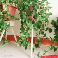 گل اپارتمانی|گل و گیاه طبیعی|اصفهان, سروستان|دیوار
