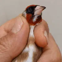 سهره نر چونه سفیدخطی