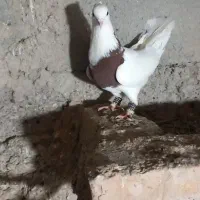 کبوتر طوقی دمسفید