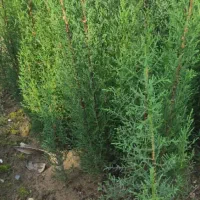 سرو به تعداد زیاد|گل و گیاه طبیعی|کرمانشاه, |دیوار