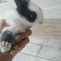 بچه خرگوش ۲۰روزه