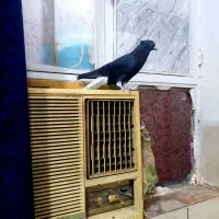 دم سفید رنگی دمبی سینه کبوتر