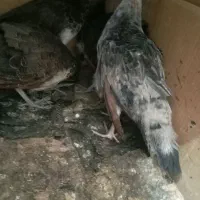 جوجه طاووس ۳ ماهه