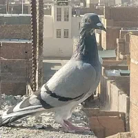 کبوتر مسافتی