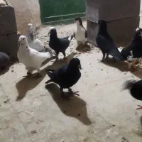 کبوترپرشی|پرنده|اسفراین, |دیوار