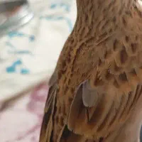 سهره خاکی کلام دار