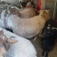 سی عدد نری بزرگ بفروش می‌رسد تکی  یجایم میدم|حیوانات مزرعه|نرماشیر, |دیوار