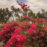 1020متر-باغچه-ته-قواره-شهرکی-خدایارخان-اول-براصلی