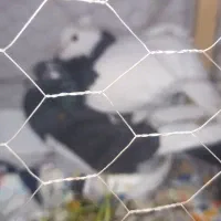 کفتر.