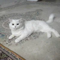 گربه پرشین فروشی