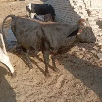 گاو نر