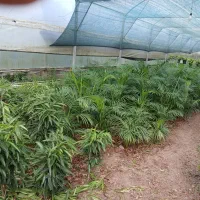 گلخانه-4000-متری-سند-تک-برگ-آب-برق-گاز-ویلا-لاکچری