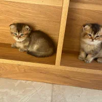 گربه های ملوس و خانگی|گربه|شیراز, پایانه مسافربری سعدی|دیوار