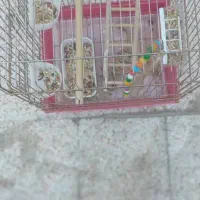 قفس عروس هلندی|لوازم جانبی حیوانات|شیراز, کوشک میدان|دیوار