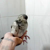 کفتر نرو ماده|پرنده|اسلام‌شهر, شهرک سعیدیه|دیوار