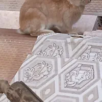 خرگوش|موش و خرگوش|فیروزآباد (فارس), |دیوار