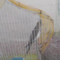 سه عدد عروس هلندی با یک گرینجیک|پرنده|شوشتر, |دیوار