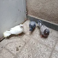 کفتر سفید جوجه جوان