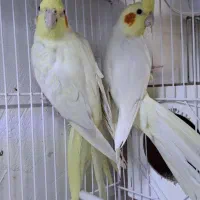 ۳ جفت لوتینو کینگ کار به شرط همه چی