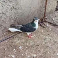 کبوتر|پرنده|گالیکش, |دیوار