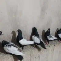 کبوتر فروشی|پرنده|کاشمر, |دیوار