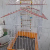 قفس عروس هلندی