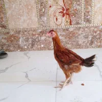 جوجه لاری