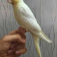 جوجه عروس هلندی دستی