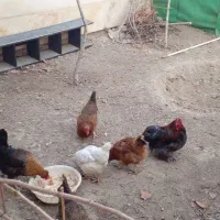 مرغ و خروس و نیمچه|حیوانات مزرعه|کرج, حسین آباد (اکبر آباد)|دیوار