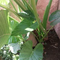 گل بابا آدم|گل و گیاه طبیعی|آستانه اشرفیه, |دیوار