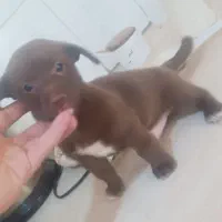 توله باهوش زرنگ آپارتمانی