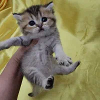 توله گربه های بریتیش|گربه|دزفول, |دیوار