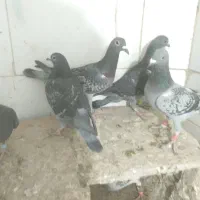 آلمانی|پرنده|تربت‌حیدریه, دیزقند|دیوار