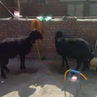 2راس قوچ قره قزل