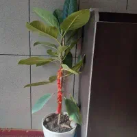 گلدان|گل و گیاه طبیعی|مشهد, نرگس (شهرک غرب)|دیوار