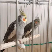 پرنده طوطی هلندی|پرنده|پرند, فاز ۶|دیوار