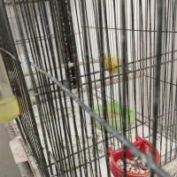 قناری نر و ماده|پرنده|قنوات, |دیوار