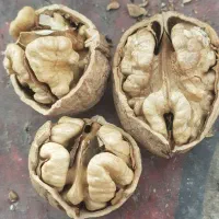 عمده فروشی گردو همدان