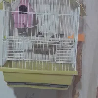 فنج نر و ماده|پرنده|مهربان, |دیوار