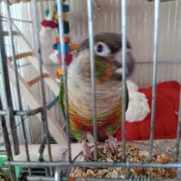 طوطی گمشده گریچینک