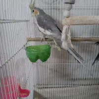 عروس‌معاوضه‌با‌کتوله‌نر