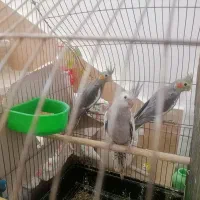 جوجه عروس هلندی|پرنده|نهبندان, |دیوار