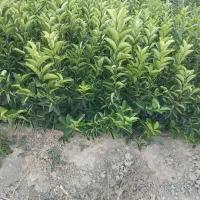 نهال کاری|خدمات باغبانی و درختکاری|خفر, |دیوار