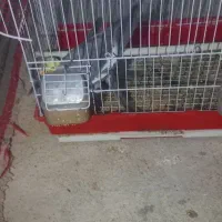 عروس هلندی توسی|پرنده|اهر, |دیوار