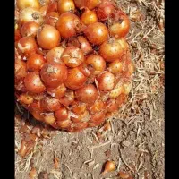 پیاز درجه ۱