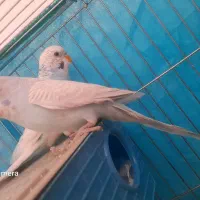 مرغ عشق