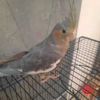 جوجه عروس هلندی ۲ ماهه ماده|پرنده|مشهد, رضاشهر|دیوار